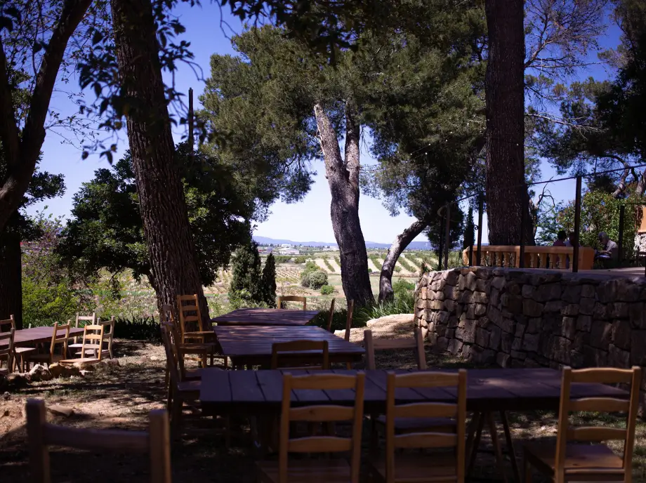 Cata de vino y queso al aire libre en Utiel-Requena