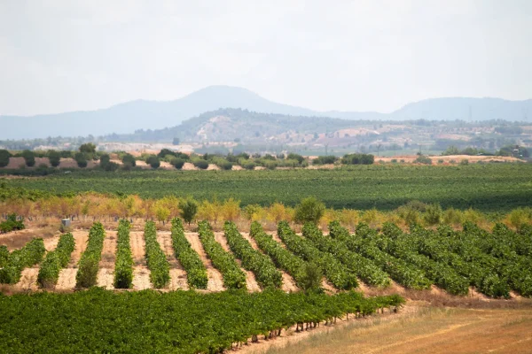 img-blog-excursions-valencia-otone