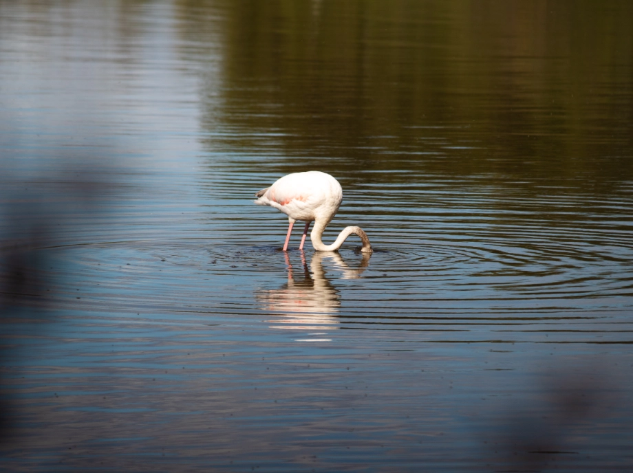 natural-park-albufera_7