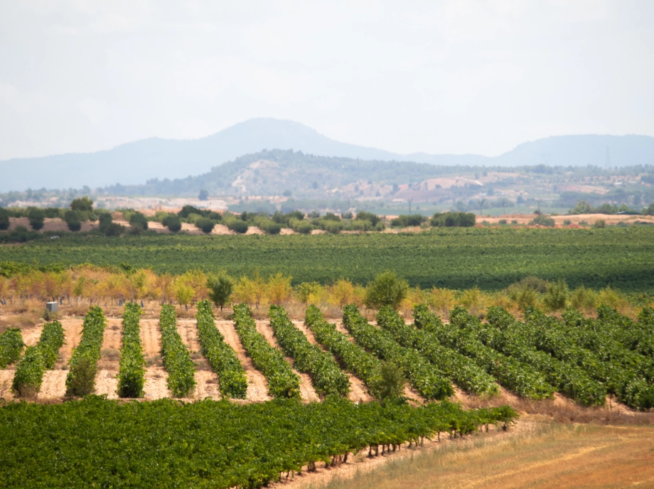 Experience with tasting at the cheese factory in Utiel-Requena